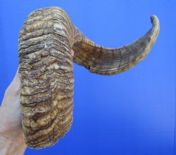27-1/2 inches Large African Ram, Sheep Horn - $27.99
