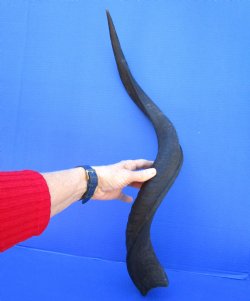 31-1/2 inches Natural Kudu Horn (24 inches Straight) - $69.99