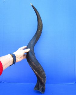 31-3/4 inches Kudu Horn (24-1/2 inches straight) (gouge in horn) - $69.99
