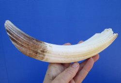 10 inches Semi Curved Hippo Tusk, 5-1/2 inches Solid - $104.99 (CITES 300162)