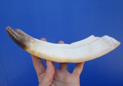 Authentic Hippo Tusk 9-3/4 inches (6 inches solid) - $94.99 (CITES 300162)