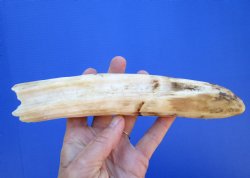8-1/2 inches Hippo Ivory Tusk, 5 inches Solid (crack) Discount $84.99 (CITES 300162)