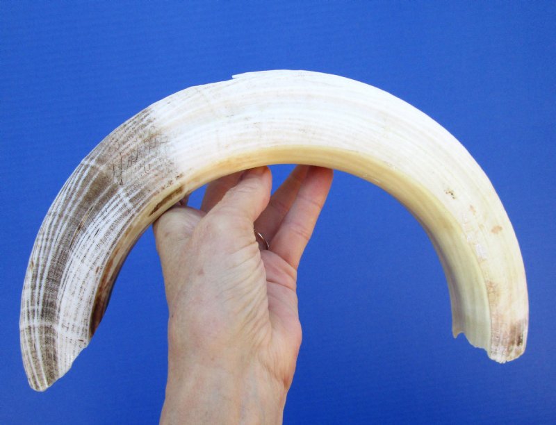 Large Curved Hippo Tusk 187/8 inches, 12 inches solid
