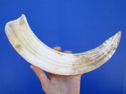 15 inches Curved Hippo Tusk, 9-1/2 inches Solid - $234.99 (CITES 300162)