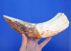 13 inches Semi Cured Hippo Ivory Tusk, 9 inches solid - $299.99 (CITES 300162)
