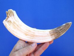 Semi Curved Hippo Ivory Tusk, 10 inches, 4 inches solid - $79.99 (CITES 300162)