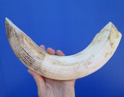 15 inches Curved Hippo Ivory Tusk, 10-1/2 inches Solid - $224.99 (CITES 300162)