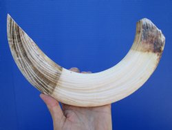 16 inches Large Curved Hippo Ivory Tusk, 10-1/2 inches solid $239.99 (CITES 300162)
