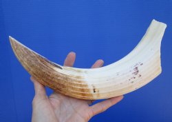 13 inches Semi Curved Hippo Ivory Tusk, 6-1/2 inches Solid - $199.99 (CITES 300162)
