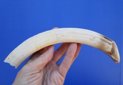 9-7/8 inches Hippo Ivory Tusk, 8 inches solid - $94.99