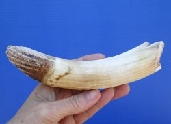 7 inches Semi Curved Hippo Tusk, 3-1/2 inches Solid - $99.99 (CITES 300162)