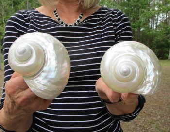 Two Large Pearl Turbo Shells 4 and 4-1/4 inches - $27.99