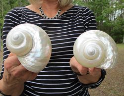 Two Large Pearl Turbo Shells 4 and 4-1/4 inches - $27.99