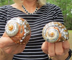 2 Small Polished Turbo Sarmaticus Shells 2-1/2 inches - $15.00 (Plus $8.50 Postage)