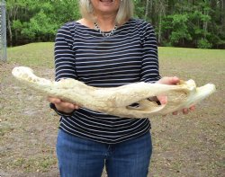 Huge 24 inches Alligator Jaw Bone, Left Side - $19.99