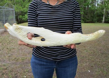 Huge 21-1/2 inches Alligator Jaw Bone from right side - $14.99
