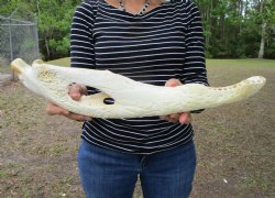 Huge 21-1/2 inches Alligator Jaw Bone from right side - $14.99