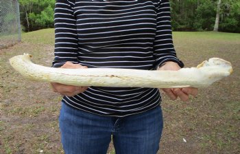 Huge 21-1/2 inches Alligator Jaw Bone from right side - $14.99