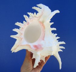 9-1/4 inches Large Ramose Murex Shell - $27.99