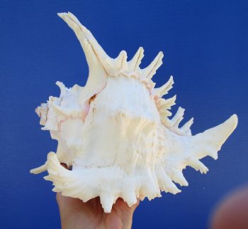 9-1/4 inches Large Ramose Murex Shell - $27.99