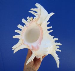 10-1/4 inches Extra Large Murex Ramosus Shell - $29.99