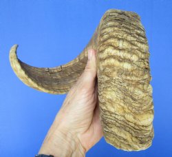 27-1/2 inches Large African Merino Ram, Sheep Horn - $27.99