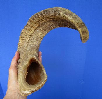 27-1/2 inches Large African Merino Ram, Sheep Horn - $27.99
