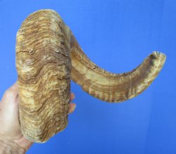 26-3/4 inches Afric...
