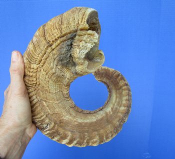 26-3/4 inches African Ram, Sheep Horn - $26.99