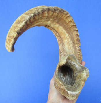 26-3/4 inches African Ram, Sheep Horn - $26.99