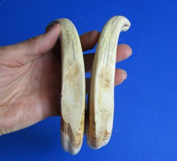 Matching Pair Warthog Tusks 10-1/4 and 10-3/8 inches - $94.99