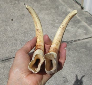 Matching Pair Warthog Tusks 10-1/4 and 10-3/8 inches - $94.99