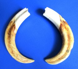 Extra Large Matching Pair Warthog Tusks 10-1/4 and 10-5/8 inches - $94.99