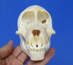 5-1/8 inches Juvenile African Chacma Baboon Skull (CITES 300162)- $109.99