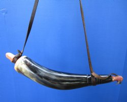 15-1/4 inches Powder Horn with Leather Strap - $24.99