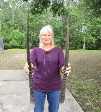 Two Large African Gemsbok Horns 35 and 35-1/4 inches - $31 each