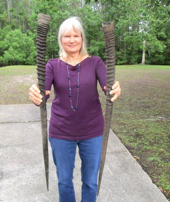 Two Large African Gemsbok Horns 35 and 35-1/4 inches - $31 each