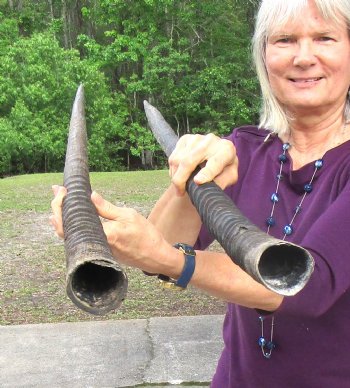 Two Large African Gemsbok Horns 35 and 35-1/4 inches - $31 each