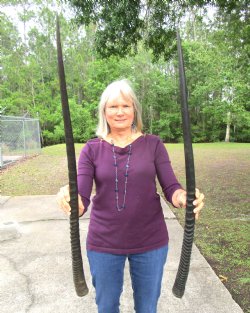 Two Extra Large African Gemsbok Horns 38-1/2 and 39-1/2 inches - $33 each 