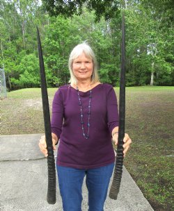 Two Large African Oryx Horns for Sale 34 and 35 inches - $31.00 each