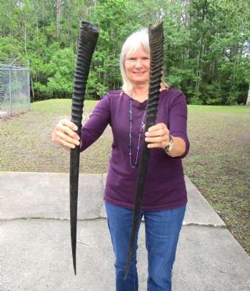 Two Large African Oryx Horns for Sale 34 and 35 inches - $31.00 each