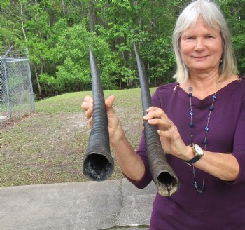 Two Large African Oryx Horns for Sale 34 and 35 inches - $31.00 each