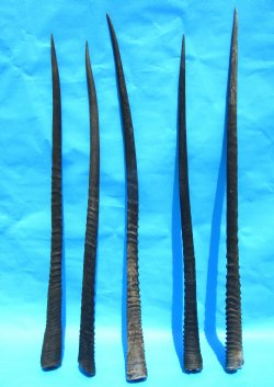 5 Large Gemsbok, Oryx Horns 34 to 36-3/4 inches - $22 each