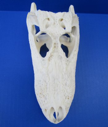 7 to 8 inches Florida Alligator Skulls <font color=red> Wholesale</font>,- 2 @ $50.00 each 