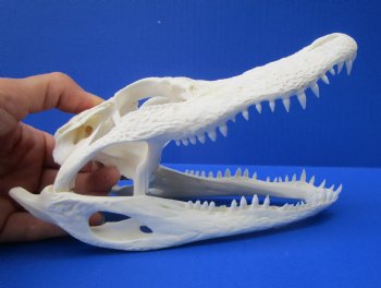 7 to 8 inches Florida Alligator Skulls <font color=red> Wholesale</font>,- 2 @ $50.00 each 