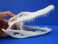8 inches Florida Alligator Skull Grade B (crack back of skull) - $59.99