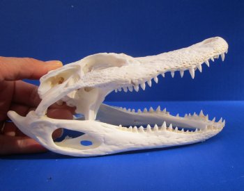 7 to 8 inches Florida Alligator Skulls <font color=red> Wholesale</font>,- 2 @ $50.00 each 