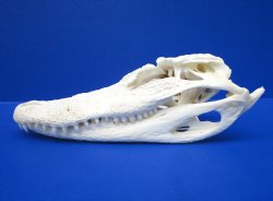 7-3/4 inches Authentic Florida Alligator Skull (glued shut) - $59.99