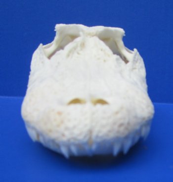7-3/4 inches Authentic Florida Alligator Skull (glued shut) - $59.99