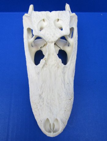 7-3/4 inches Authentic Florida Alligator Skull (glued shut) - $59.99